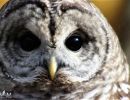 Barred Owl Face 381 3