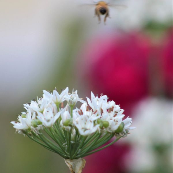 Bee with Chive 351 3