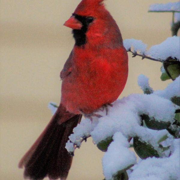 Cardinal In Snow 009 2