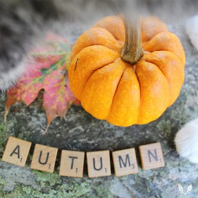 Pumpkin with Autumn letters