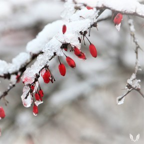 Ice covered branch