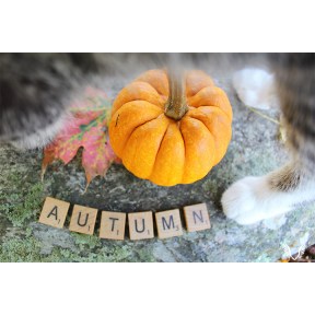 Cat paw and Autumn sign