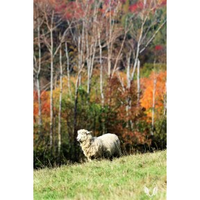 Sheep at Merck Forest