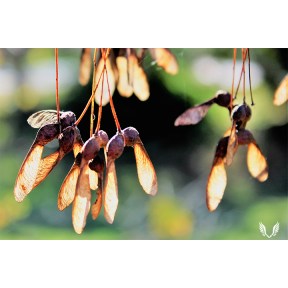 Maple Seed Pods