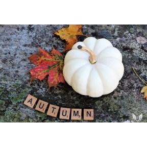 White pumpkin with autumn letters