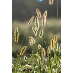 Sunlit Grass Fronds