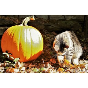 Cat with pumpkin