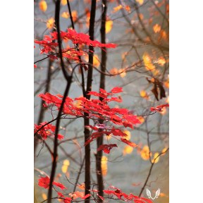 Red maple leaves
