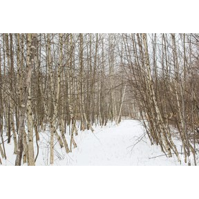 Snowy Birch Path
