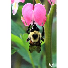 Bee holding onto flowering boldly