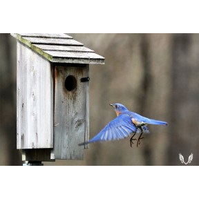 Male blue bird in flight