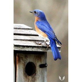 Male blue bird