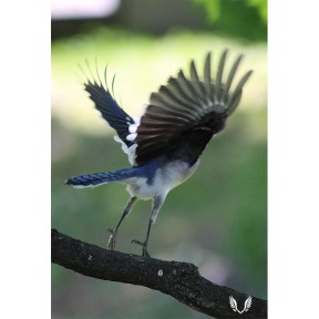 Blue Jay taking flight