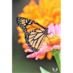 Pretty monarch butterfly