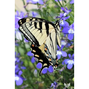 Tiger Swallowtail on Lobelia