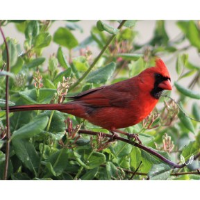 Male Cardinal best