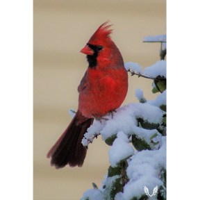 Snowy Male Cardinal