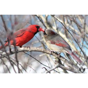 Kissing Cardinals