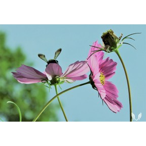 Cosmos with bee