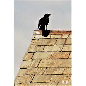 Crow on Roof