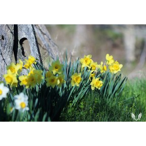 Daffodils along fence