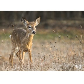 Yearling Fawn