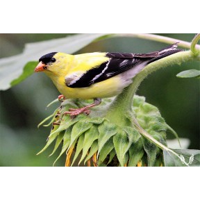 Male Goldfinch on Sunflower