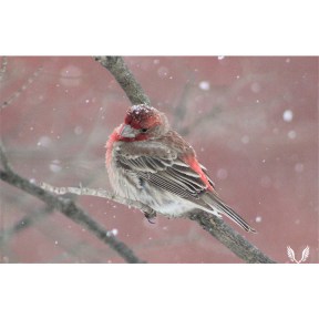 Male House Finch in the Snow