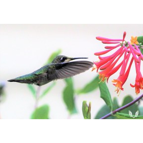 Best Hummingbird