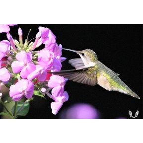 Hummingbird with Phlox