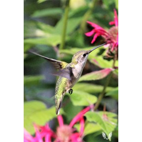 Dainty Hummingbird