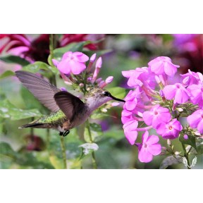 Happy Hummingbird