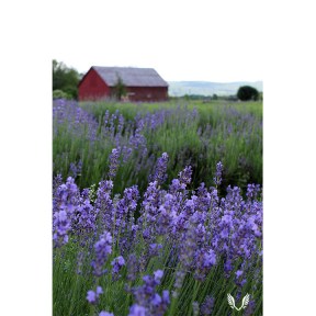 Lavender Farm - Red Barn enlargement print