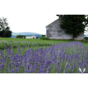 lavender farm - White Farm
