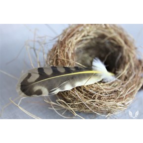 Nest with Flicker Feather
