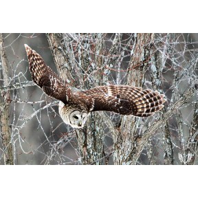 Juniper Swamp Barred Owl in Flight