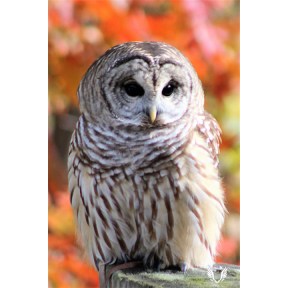 Barred Owl with Foliage
