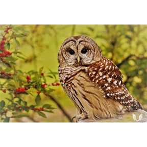 Barred Owl with Berries