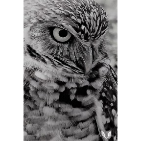 Burrowing Owl Black & White