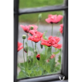 Poppy in the Window