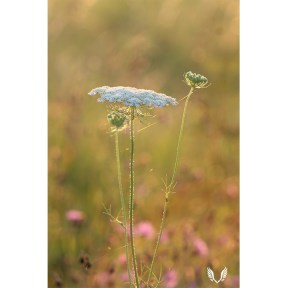 Queen-Anne's Lace