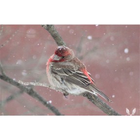 Snowy male house finch