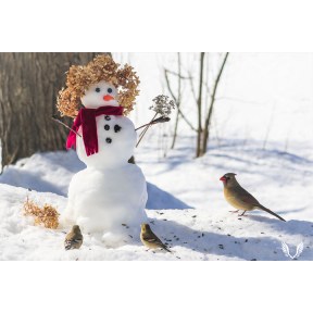 Snowy Lady with Lady Cardinal