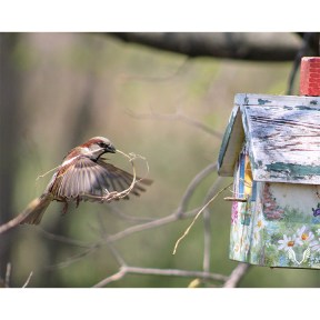House Sparrow in Flight