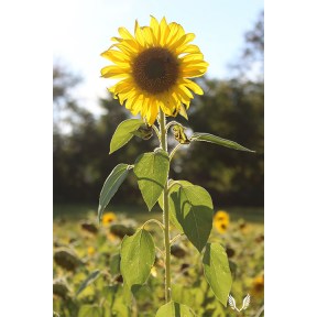 Standing Tall Sunflower