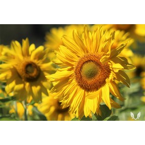 Rays of Sunflowers