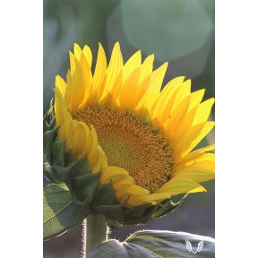 Basking Sunflower