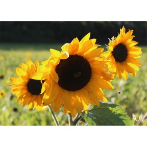 Sunflower Trio